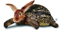 Burtle transparent background w R